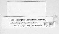 Stemphylium vesicarium image
